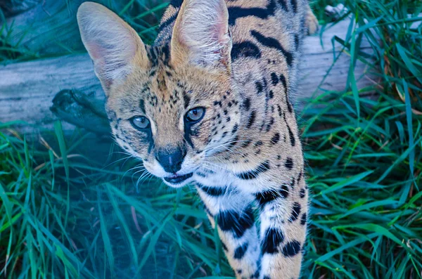 Bonito serval gracioso — Fotografia de Stock