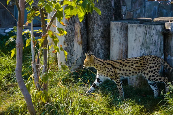 Sylphlike esbelto salvaje serval — Foto de Stock
