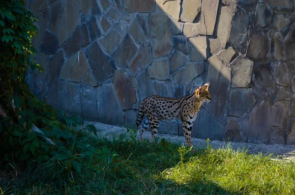 Curioso serval buscando amigo — Foto de Stock