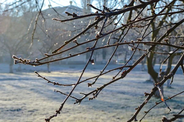 Herbstwald mit Frost bedeckt — Stockfoto