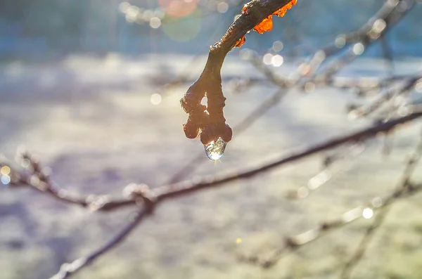 Wintersprookje in de ochtend — Stockfoto