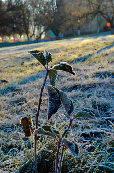 Frozen plant covered with hoarfrost
