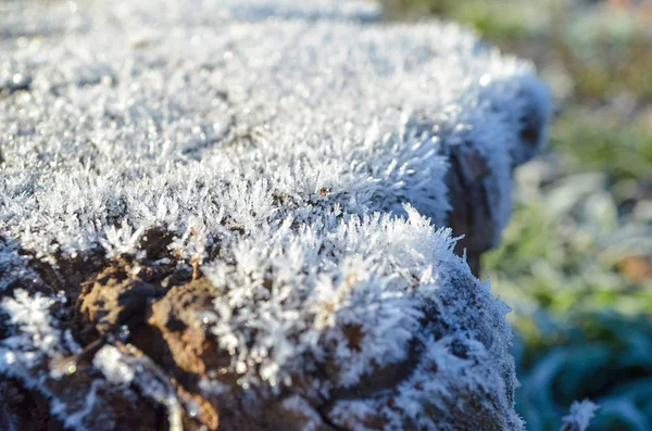 被白霜覆盖的树桩 — 图库照片
