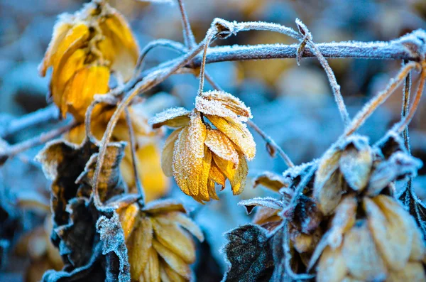 Blomst af humle dækket med hoarfrost - Stock-foto