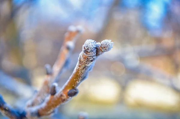 Zweig mit Frost bedeckt — Stockfoto