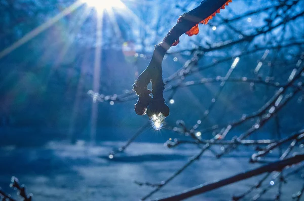 Bevroren druppels in de eerste stralen van de zon — Stockfoto
