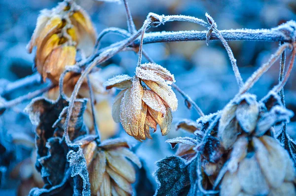 Blomst af humle dækket med sne - Stock-foto