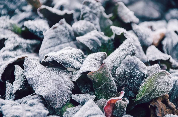 Witte Rietvorst Violette Bladeren Herfst Ochtend Close — Stockfoto