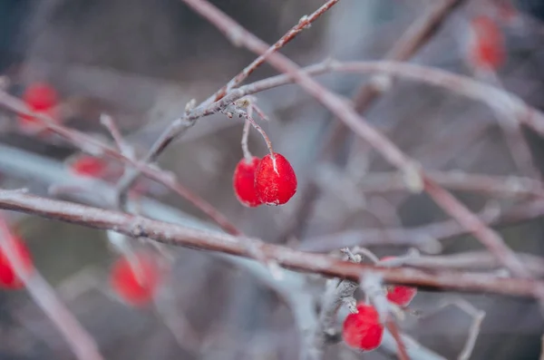 Ярко Красные Ягоды Покрытые Инеем Холодное Зимнее Утро — стоковое фото