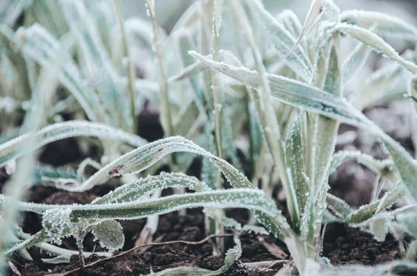 Weißer Raureif Auf Grünem Gras Herbstmorgen Aus Nächster Nähe — Stockfoto