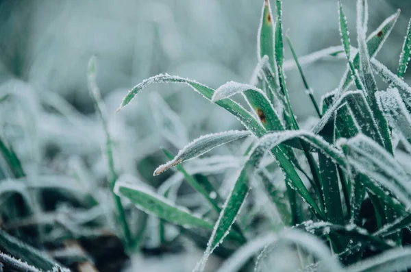 Witte Rietvorst Groen Gras Herfst Ochtend Close — Stockfoto