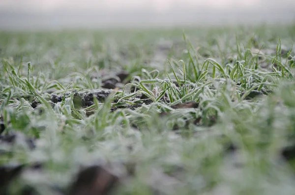 秋の朝の緑の草の上の白い霜が近くに — ストック写真