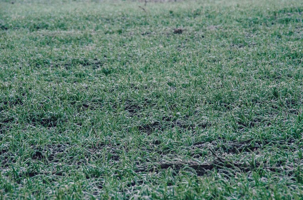 Witte Rietvorst Groen Gras Herfst Ochtend Close — Stockfoto