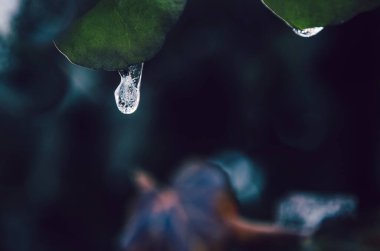 Kış sabahı yeşil sarmaşık yaprağının üzerinde parlayan temiz beyaz buz. Güneşli kış bahçesi