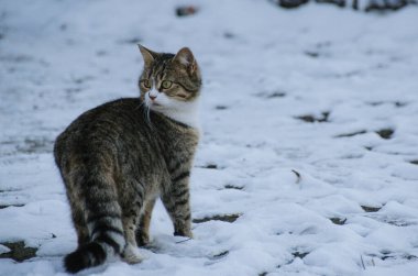 Karda yürüyen güzel genç bir kedi. Kışın tatlı kedicik