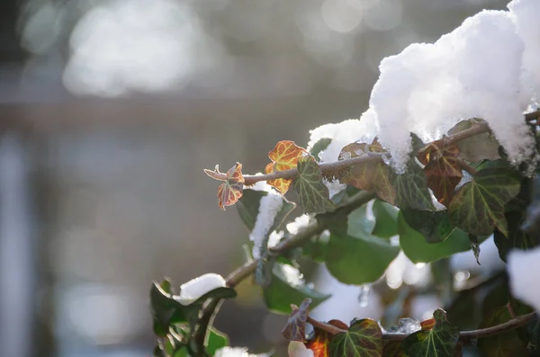 Sauberes Weißes Eis Das Einem Wintermorgen Auf Leuchtend Roten Efeublättern — Stockfoto