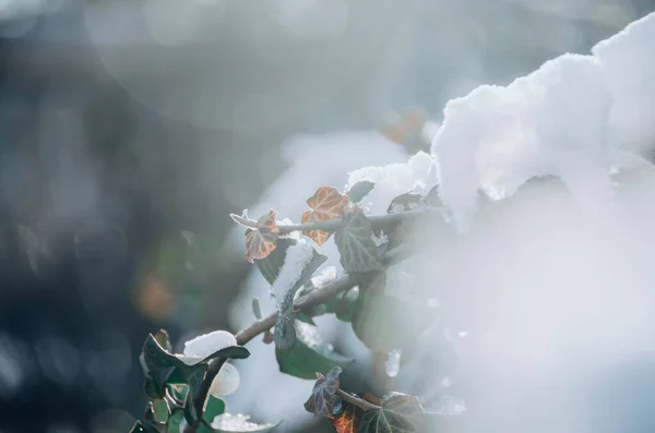 Heldere Weelderige Sneeuw Frisse Kleurrijke Rode Klimop Zonnige Tuin Aan — Stockfoto