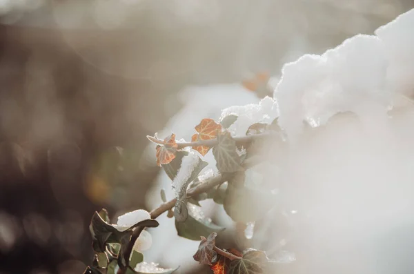 Heldere Weelderige Sneeuw Frisse Kleurrijke Rode Klimop Zonnige Tuin Aan — Stockfoto