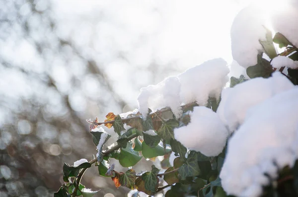 Heldere Weelderige Sneeuw Frisse Kleurrijke Klimop Zonnige Tuin Aan Het — Stockfoto