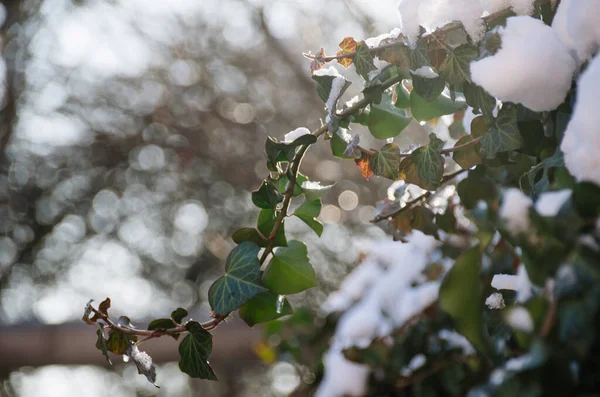 Heldere Weelderige Sneeuw Frisse Kleurrijke Klimop Zonnige Tuin Aan Het — Stockfoto