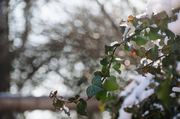 Glanzende Sneeuw Kleurrijke Rode Klimop Zonnige Tuin Aan Het Einde — Stockfoto