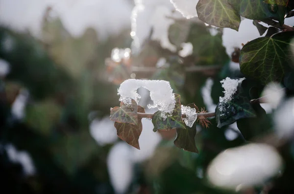 Glanzende Sneeuw Kleurrijke Rode Klimop Zonnige Tuin Aan Het Einde — Stockfoto