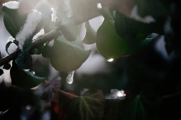 Schoon Wit Ijs Schijnt Zon Felrode Klimop Bladeren Winterochtend Zonnige — Stockfoto