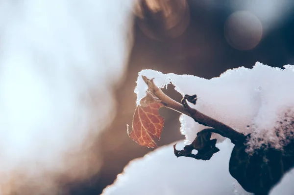 Яркий Пышный Снег Свежем Цветном Красном Плюще Солнечном Саду Конце — стоковое фото