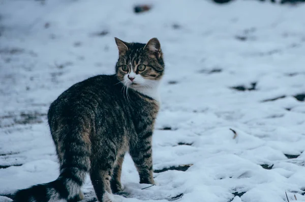 아름다운 고양이가 있습니다 겨울에 고양이 — 스톡 사진