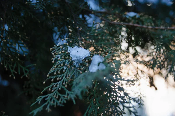 Який Сніг Гілці Темно Зеленого Ялиці Лютому Лісі — стокове фото