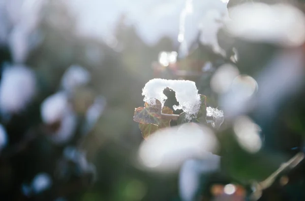 冬の終わりに日当たりの良い庭でカラフルなツタに輝く雪 — ストック写真