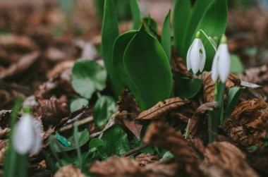 İlkbaharın bir sembolü olarak güzel beyaz çiçek yaklaş. Orman açıklığında ilk genç kar tanesi çoktan çiçek açtı. Bahar ormanlarında oldukça vahşi filizler