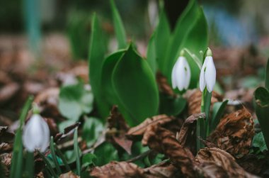 Ormanda ilk vahşi kar yağışı başladı bile. İlkbaharın bir sembolü olarak güzel beyaz çiçek yaklaş. Ormanda genç filizler