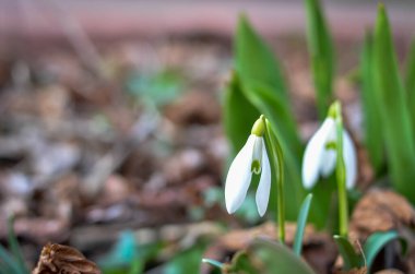 Bahçedeki ilk güzel kar damlası. Taze beyaz çiçekler yeşil doğal arkaplanı kaplar. Bahar geliyor.