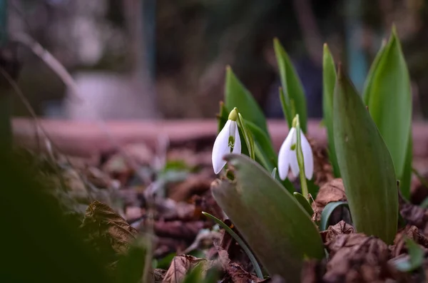 Las Primeras Gotas Nieve Hermosas Jardín Flores Blancas Frescas Cierran — Foto de Stock