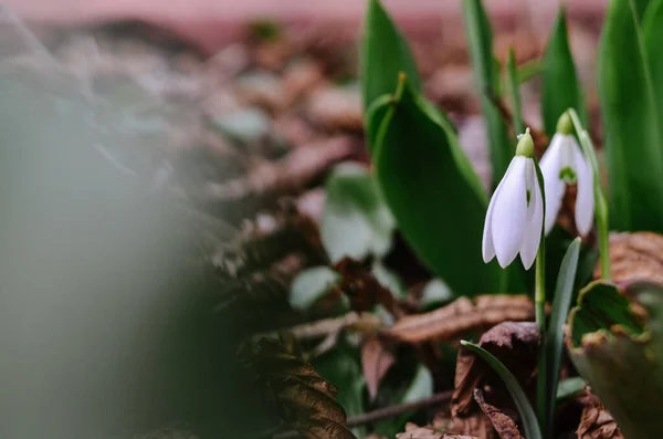 First Young Snowdrop Have Already Blossomed Forest Beautiful White Flower — Stock Photo, Image