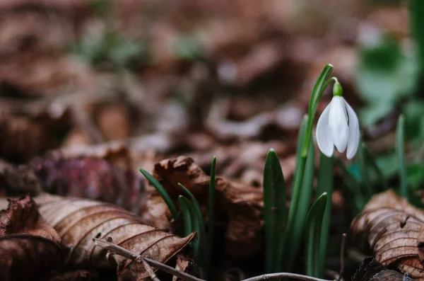 First Wild Snowdrop Has Already Blossomed Forest Beautiful White Flower — Stock Photo, Image
