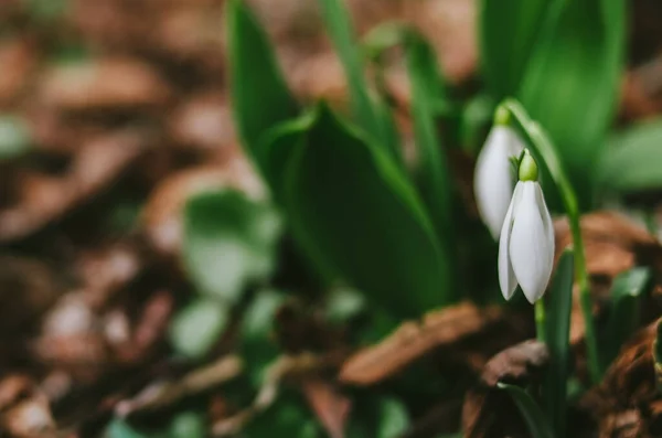 First Wild Snowdrop Has Already Blossomed Forest Beautiful White Flower — Stock Photo, Image