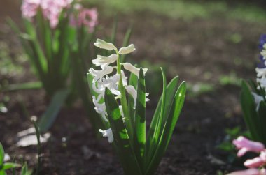 Güzel kokulu beyaz Hyacinthus baharda çiçek açan günbatımıdır. Baharda bahçede. Sıradan sümbül çiçekleri, yaklaşın.