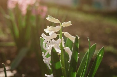 Genç kokulu beyaz Hyacinthus güneşli bahar sabahında çiçek açıyor. Baharda bahçede. Sıradan sümbüllerin taze çiçekleri. Yaklaş.