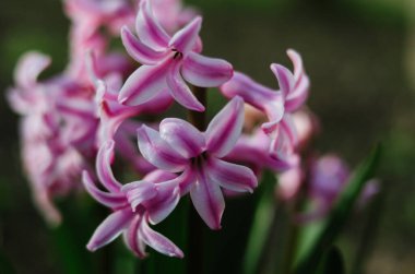 Güzel kokulu pembe Hyacinthus bahar bahçesinde çiçek açıyor. İlkbaharda sabah. Yaygın sümbülün parlak makrosu kapat