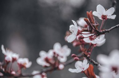 Bahar bahçesinde güzel beyaz çiçeklerle kaplı kiraz ağacının pembe dalı. Çiçek açan ağaçlar ilkbaharda doğal arka planda kapanıyor