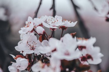 Bahar bahçesinde güzel beyaz çiçeklerle kaplı kiraz ağacının yumuşak dalları. Çiçek açan ağaçlar ilkbaharda doğal arka planda kapanıyor