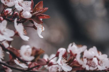 Bahar bahçesinde güzel beyaz çiçeklerle kaplı kiraz ağacının pembe dalı. Çiçek açan ağaçlar ilkbaharda doğal arka planda kapanıyor