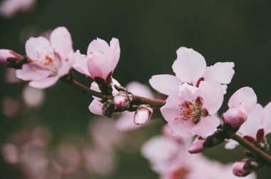 Bahar bahçesinde şeftali ağacının pembe dalları güzel büyük çiçeklerle kaplıdır. Çiçek açan ağaçlar ilkbaharda doğal arka planda kapanıyor