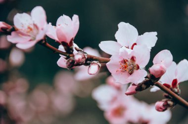 Bahar bahçesinde şeftali ağacının pembe dalları güzel büyük çiçeklerle kaplıdır. Çiçek açan ağaçlar ilkbaharda doğal arka planda kapanıyor