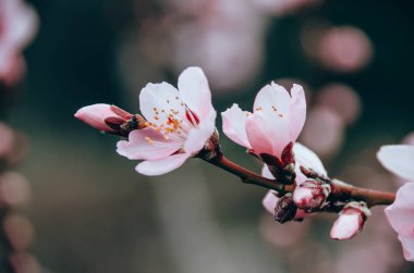 Bahar bahçesinde şeftali ağacının narin dalları güzel beyaz çiçeklerle kaplıdır. Çiçek açan ağaçlar ilkbaharda doğal arka planda kapanıyor