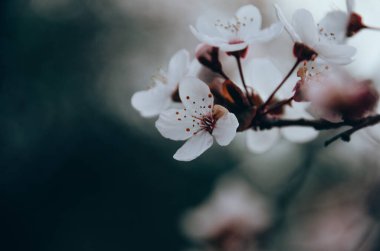 Bahar bahçesinde güzel beyaz çiçeklerle kaplı kiraz ağacının yumuşak dalları. Çiçek açan ağaçlar ilkbaharda doğal arka planda kapanıyor