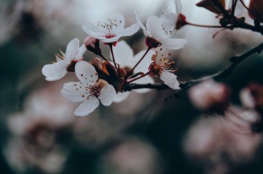 Bahar bahçesinde güzel beyaz çiçeklerle kaplı kiraz ağacının yumuşak dalları. Çiçek açan ağaçlar ilkbaharda doğal arka planda kapanıyor