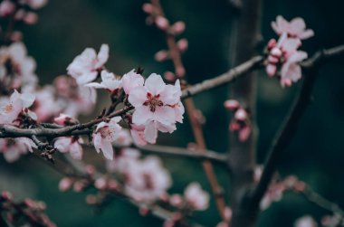 Bahar bahçesinde şeftali ağacının narin dalları güzel beyaz çiçeklerle kaplıdır. Çiçek açan ağaçlar ilkbaharda doğal arka planda kapanıyor